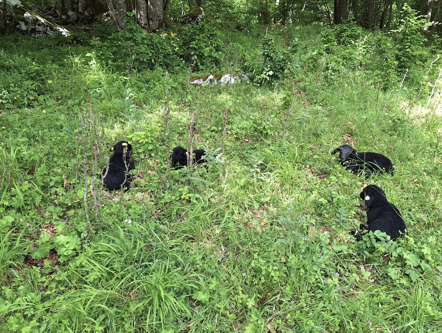 Schafe_3 (c) Gerhard Weissenbacher