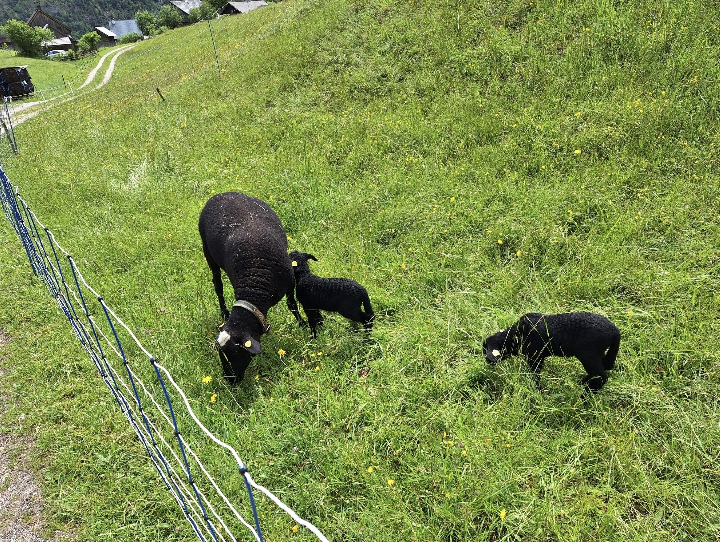 Schafe_4 (c) Gerhard Weissenbacher