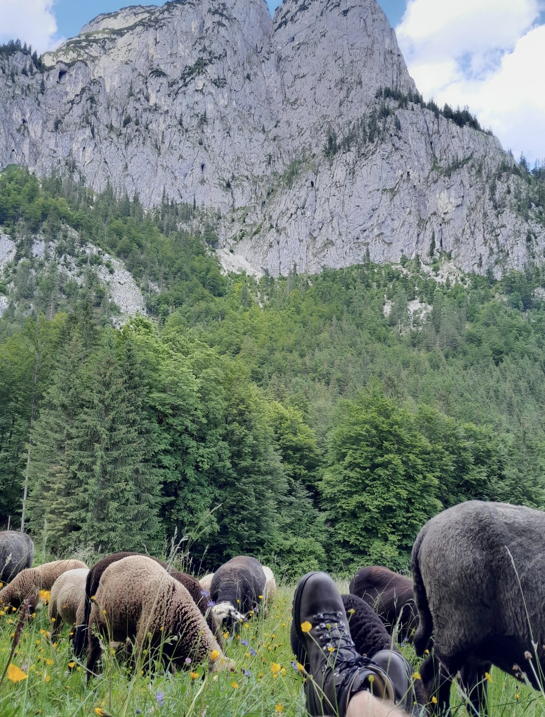 Schafe_1 (c) Gerhard Weissenbacher