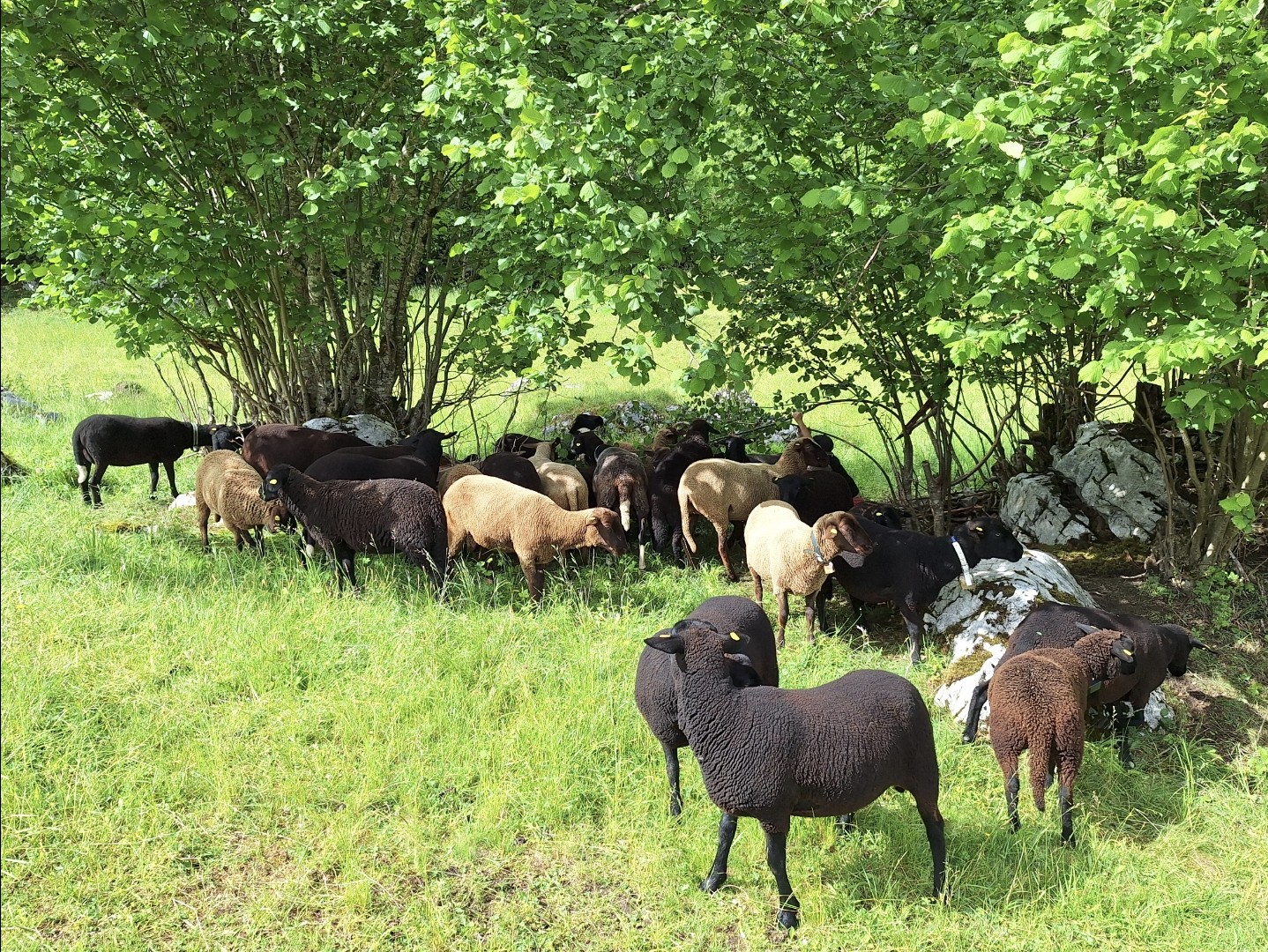 Schafe_2 (c) Gerhard Weissenbacher